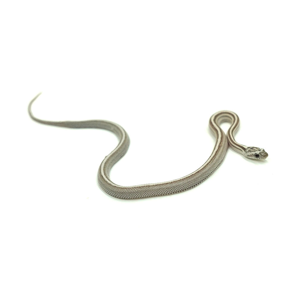 Anery Stripe Corn Snake