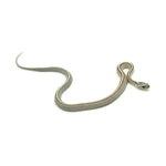 Anery Stripe Corn Snake