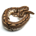 Spider 100 % het Albino Ball Python