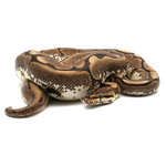 Spider 100 % het Albino Ball Python