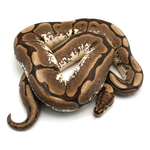 Spider 100 % het Albino Ball Python