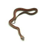Jungle Het Snow Scaleless Corn Snake