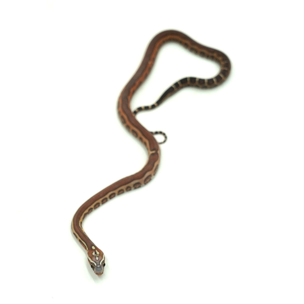Jungle Het Snow Scaleless Corn Snake