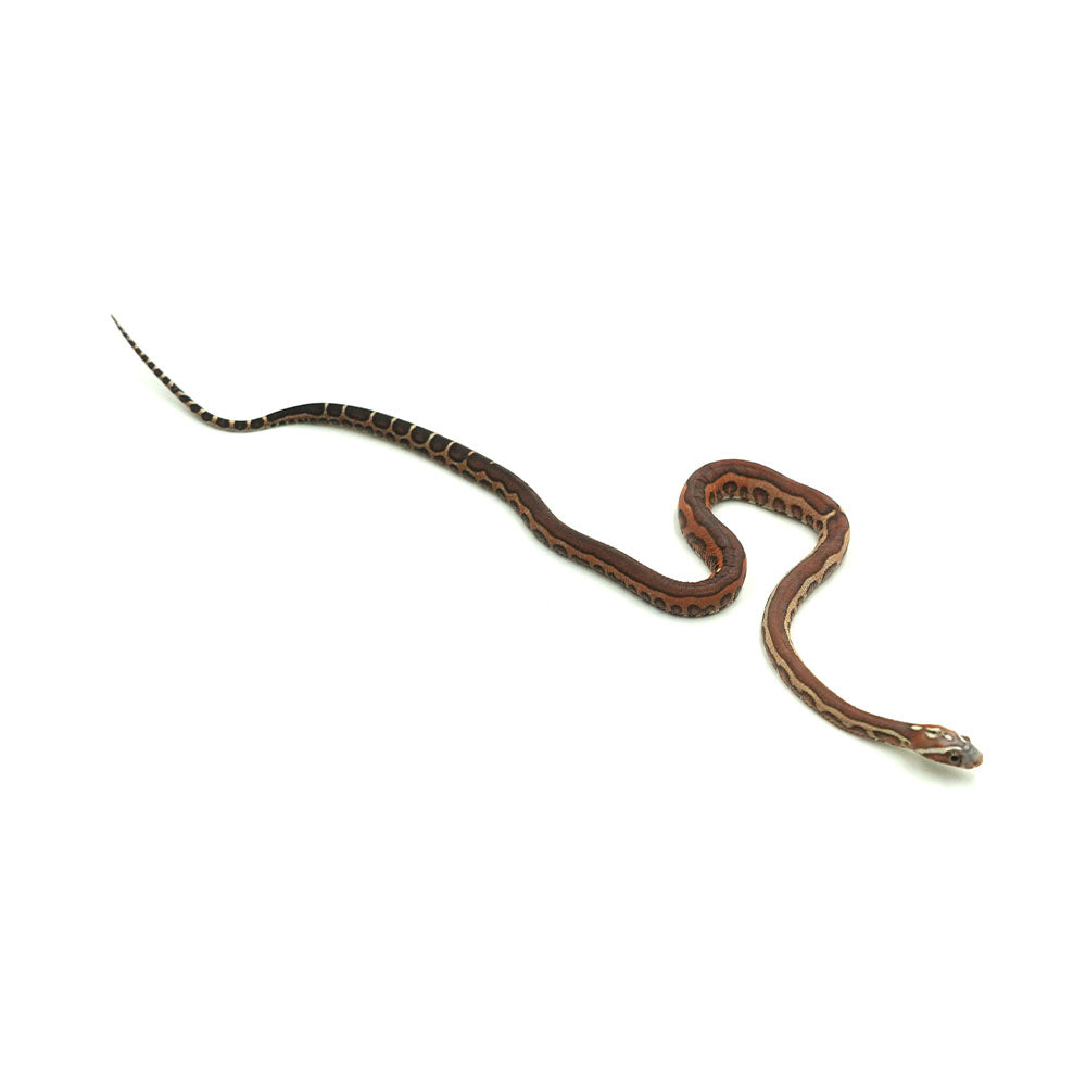 Jungle Het Snow Scaleless Corn Snake