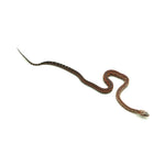Jungle Het Snow Scaleless Corn Snake