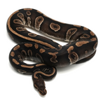 Phantom Chocolate Ball Python