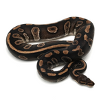 Phantom Chocolate Ball Python