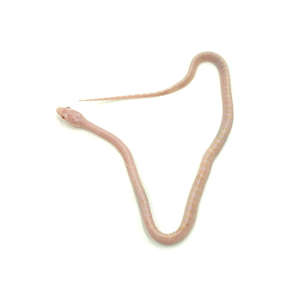 Snow Scaleless Corn Snake