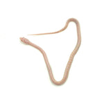 Snow Scaleless Corn Snake
