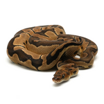 Clown Ball Python