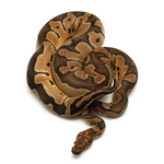 Clown Ball Python