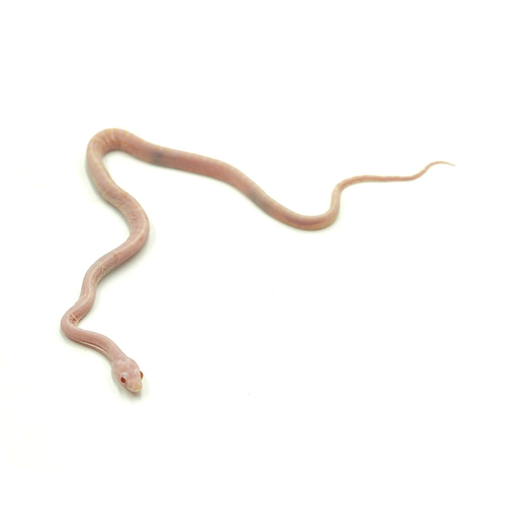 Snow Scaleless Corn Snake