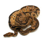Clown Ball Python