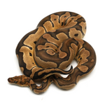 Clown Ball Python