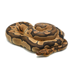 Clown Ball Python