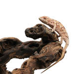 Nosy Be Panther Chameleon