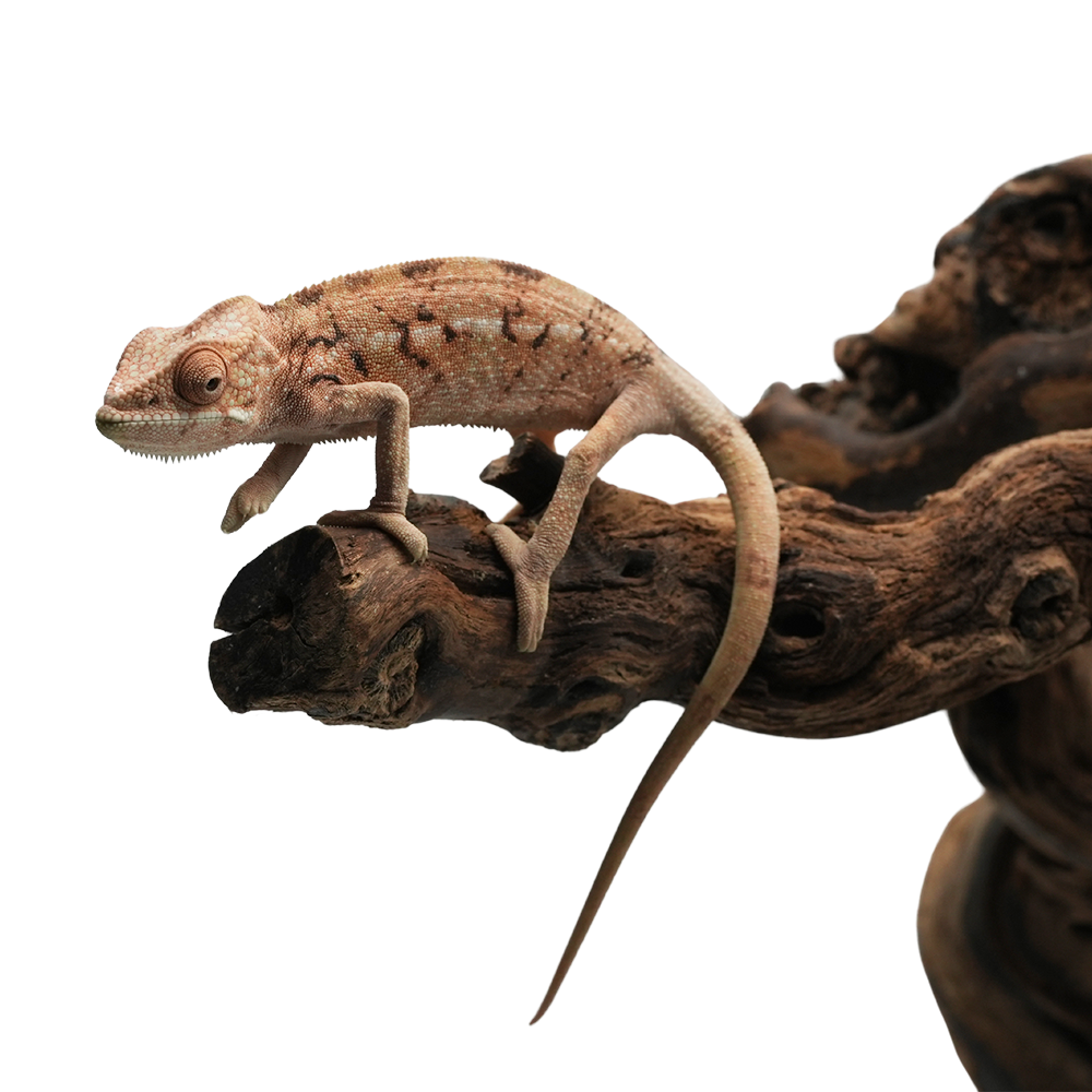 Nosy Be Panther Chameleon