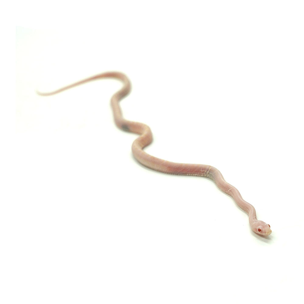 Snow Scaleless Corn Snake