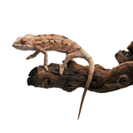 Nosy Be Panther Chameleon