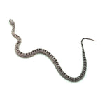 Anery Scaleless Corn Snake