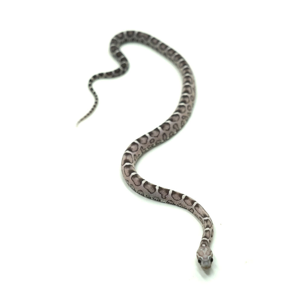 Anery Scaleless Corn Snake