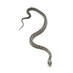 Anery Scaleless Corn Snake