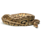 Super Pastel Woma Phantom Ball Python