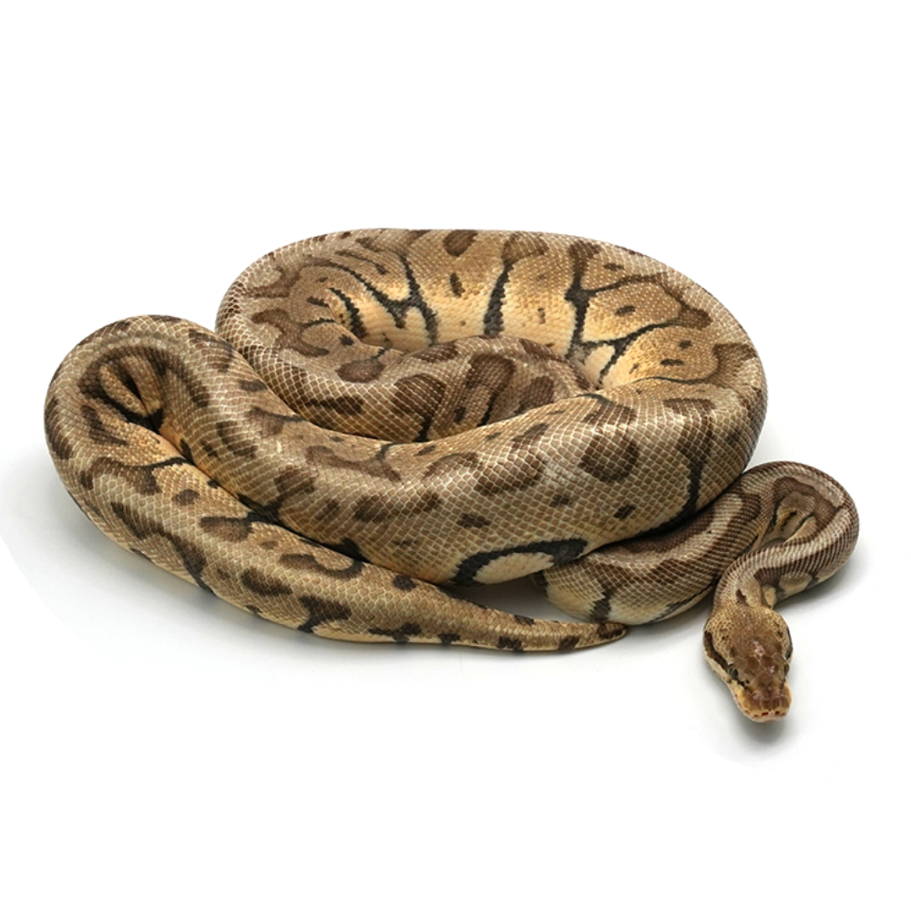 Super Pastel Woma Phantom Ball Python