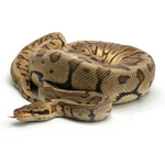Super Pastel Woma Phantom Ball Python