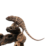 Nosy Be Panther Chameleon