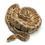 Super Pastel Woma Phantom Ball Python