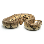 Super Pastel Woma Phantom Ball Python