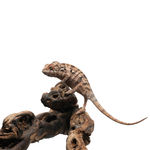 Nosy Be Panther Chameleon