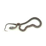 Anery Scaleless Corn Snake