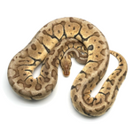 Super Pastel Woma Phantom Ball Python