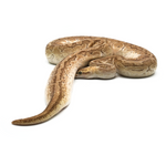 Emperor Ball Python