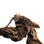 Nosy Be Panther Chameleon