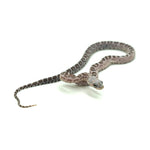 Anery Scaleless Corn Snake