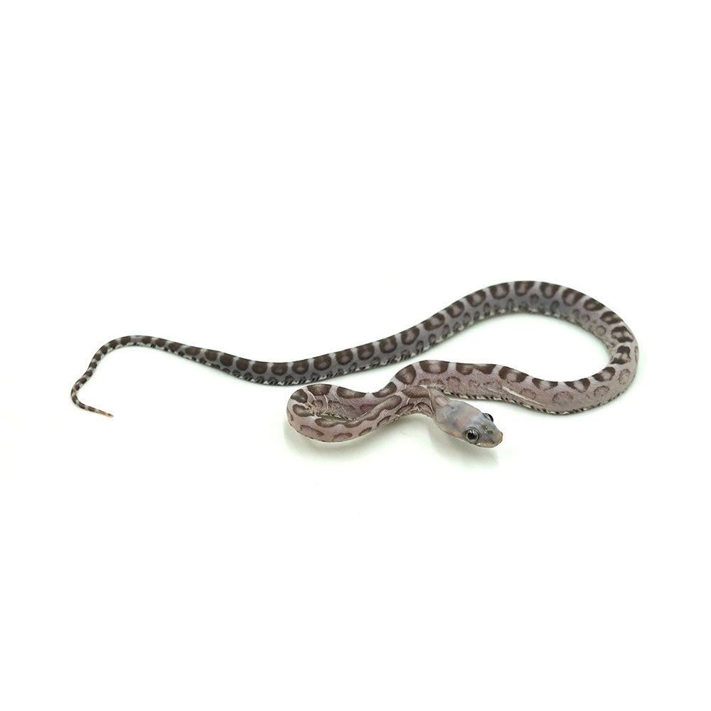 Anery Scaleless Corn Snake