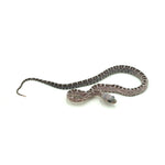 Anery Scaleless Corn Snake