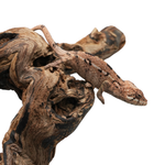 Nosy Be Panther Chameleon