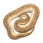 Emperor Ball Python