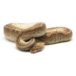 Emperor Ball Python