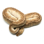 Emperor Ball Python