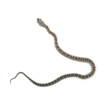 Anery Scaleless Corn Snake