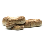 Emperor Ball Python