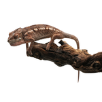 Ambanja Blue Panther Chameleon