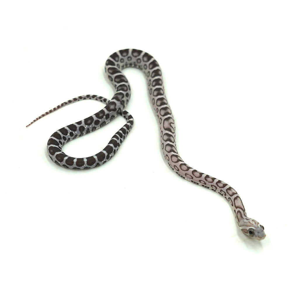 Anery Scaleless Corn Snake