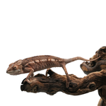 Ambanja Blue Panther Chameleon