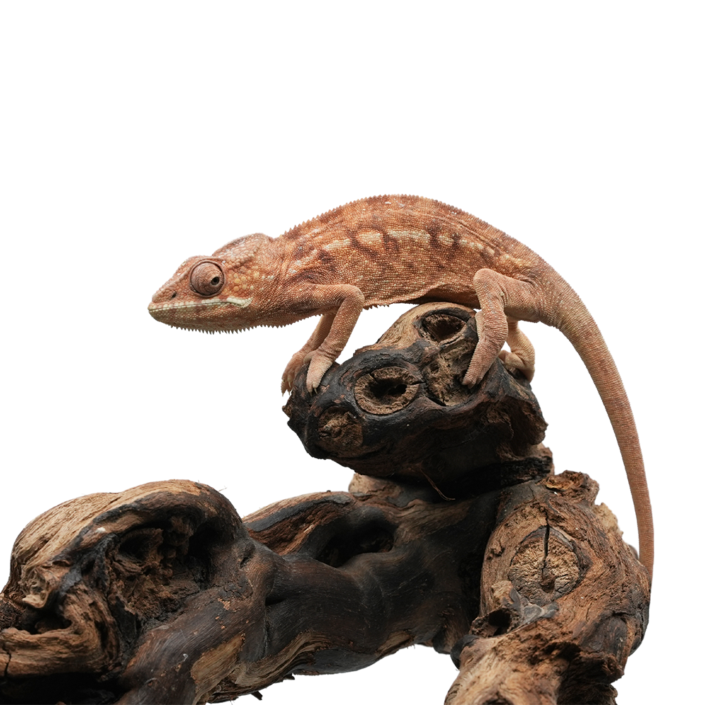 Ambanja Blue Panther Chameleon
